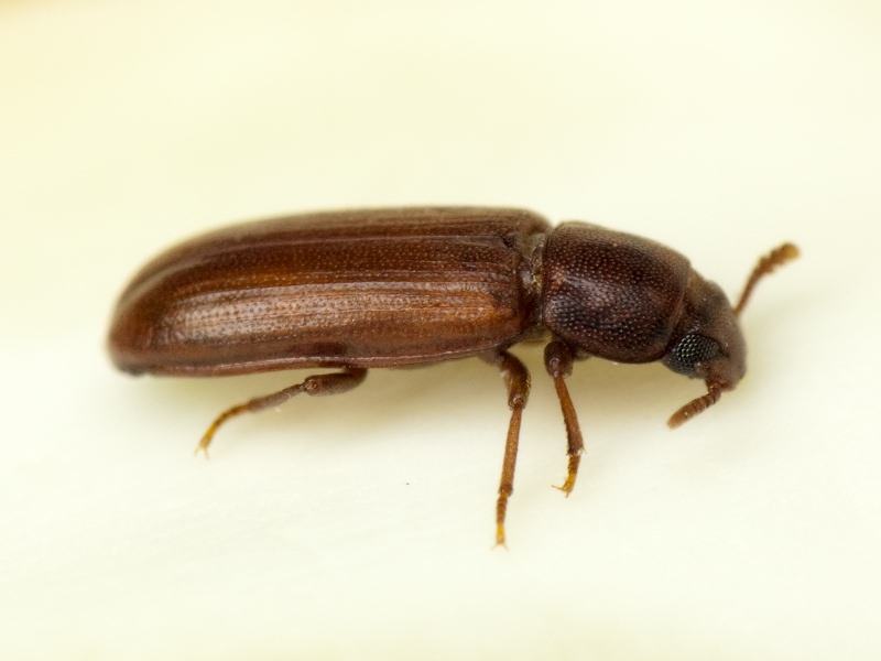 Tribolium castaneum (Herbst, 1797)